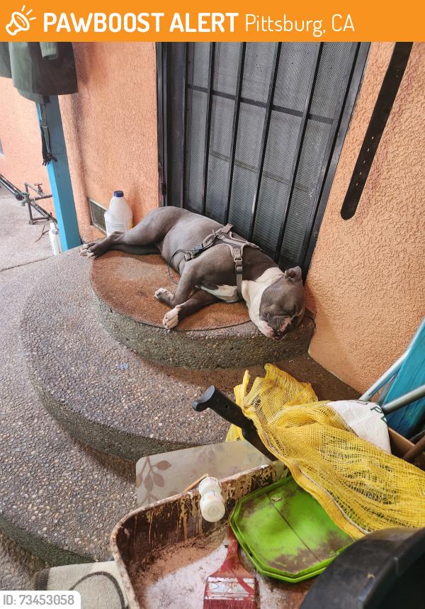 Found/Stray Female Dog last seen 11th st Pittsburg CA, Pittsburg, CA 94565
