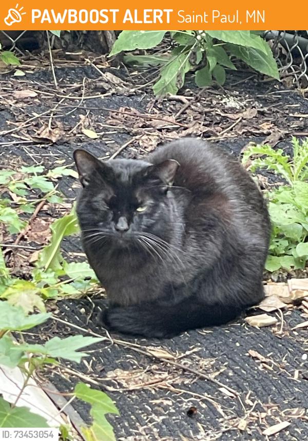 Found/Stray Unknown Cat last seen Highland Pkwy & Fairview, Saint Paul, MN 55116