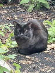 Found/Stray Unknown Cat last seen Highland Pkwy & Fairview, Saint Paul, MN 55116