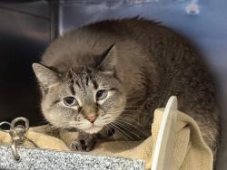 Shelter Stray Male Cat last seen Apt 2,255 E 188 Street, BRONX, NY, 10458, 326 E 110th St, New York, NY 10029, USA