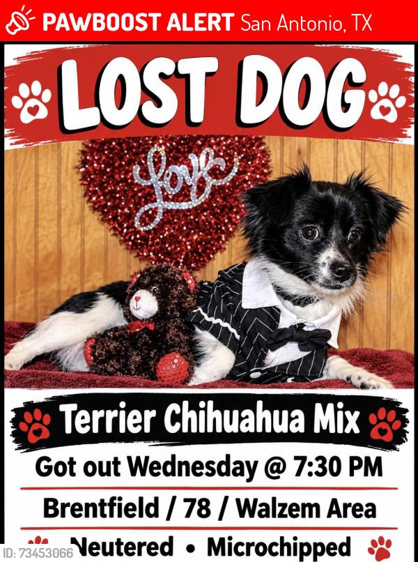Lost Male Dog last seen Walzem & 78, San Antonio, TX 78244