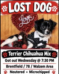 Lost Male Dog last seen Walzem & 78, San Antonio, TX 78244