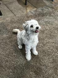 Found/Stray Male Dog last seen 134th and Clarence, Dreaming Summit, AZ 85340
