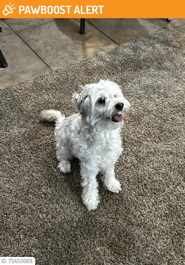 Found/Stray Male Dog last seen 134th and Clarence, Dreaming Summit, AZ 85340