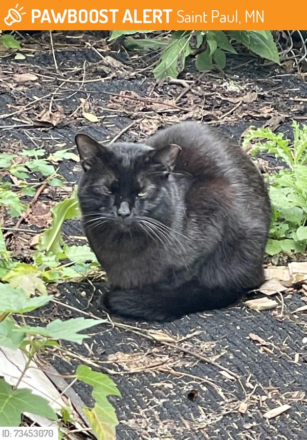 Found/Stray Unknown Cat last seen Highland/Fairview, Saint Paul, MN 55116