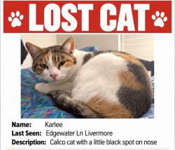 Reunited Female Cat last seen Laughlin rd, Livermore, CA 94551