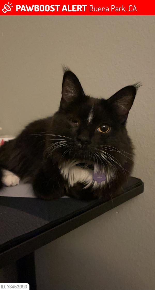 Lost Female Cat last seen El Escorial way, Buena Park, CA 90620