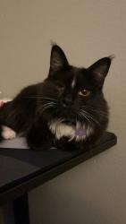 Lost Female Cat last seen El Escorial way, Buena Park, CA 90620