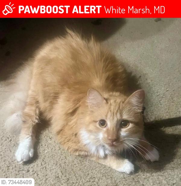 Lost Male Cat last seen Philadelphia Road, New Forge Road, Aubree Lane, Honeygo Square Shopping Center, White Marsh, MD 21162