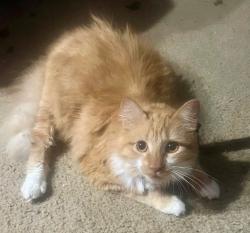 Lost Male Cat last seen Philadelphia Road, New Forge Road, Aubree Lane, Honeygo Square Shopping Center, White Marsh, MD 21162