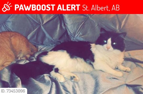 Lost Male Cat last seen Villeneuve and Nightbloom Drive, St. Albert, AB 