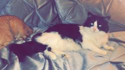 Lost Male Cat last seen Villeneuve and Nightbloom Drive, St. Albert, AB 