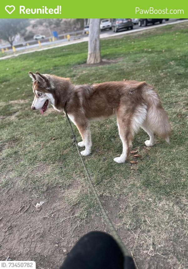 Reunited Male Dog last seen Whitney at, Chula Vista, CA 91910