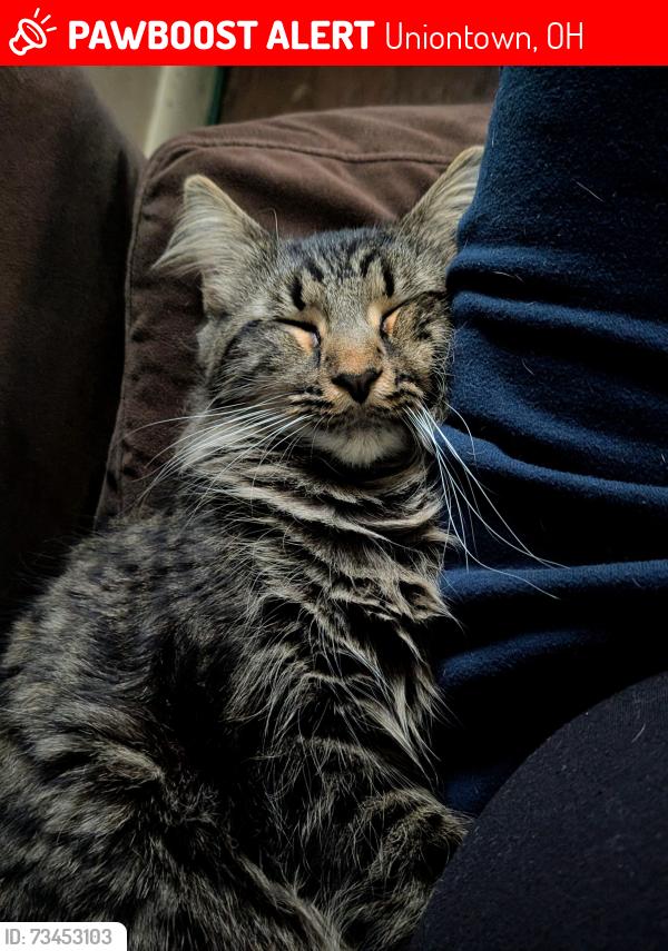 Lost Male Cat last seen Yogi bear, Uniontown, OH 44685
