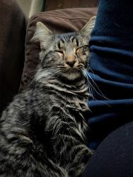 Lost Male Cat last seen Yogi bear, Uniontown, OH 44685