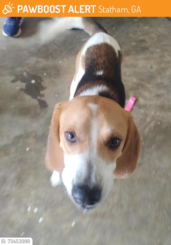 Found/Stray Male Dog last seen Elementary School near downtown Statham, Statham, GA 30666