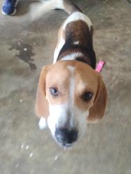 Found/Stray Male Dog last seen Elementary School near downtown Statham, Statham, GA 30666