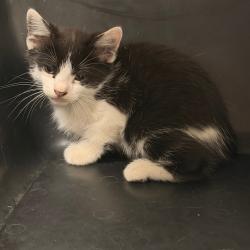Shelter Stray Female Cat last seen , Animal Care & Control Team of Philly, 111 W Hunting Park Ave, Philadelphia, PA 19140, USA