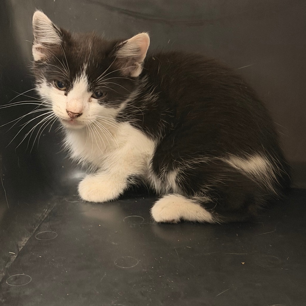 Shelter Stray Female Cat last seen , Animal Care & Control Team of Philly, 111 W Hunting Park Ave, Philadelphia, PA 19140, USA