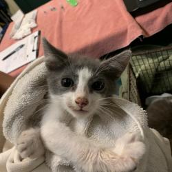 Shelter Stray Male Cat last seen , 361 S Raymond Ave, Pasadena, CA 91105, USA