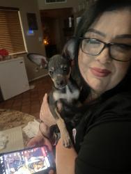 Reunited Male Dog last seen Between 7st and 16st of baseline, Phoenix, AZ 85042