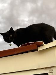 Lost Male Cat last seen Fair oaks and flower, Tucson, AZ 85712