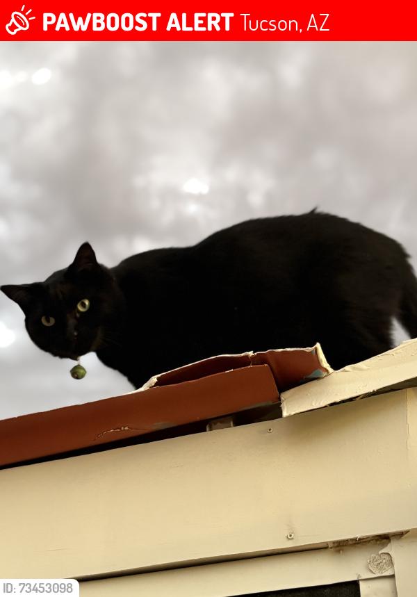 Lost Male Cat last seen Fair oaks and flower, Tucson, AZ 85712