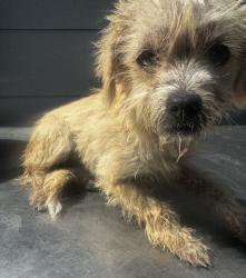 Found/Stray Female Dog last seen Cordary Ave, Hawthorne, CA 90250