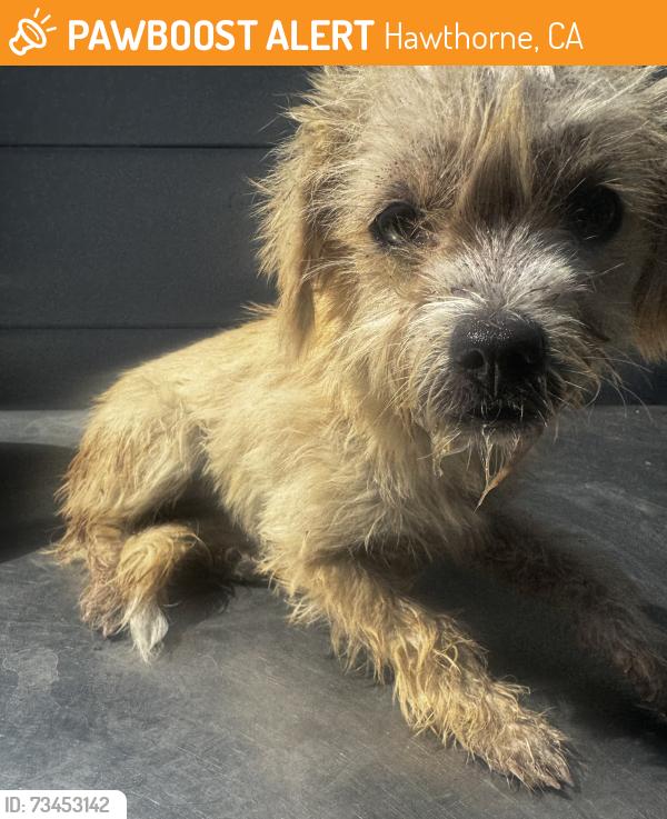 Found/Stray Female Dog last seen Cordary Ave, Hawthorne, CA 90250