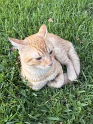 Lost Male Cat last seen Stonebrook ct Neighbourhood, Beaumont, TX 77706