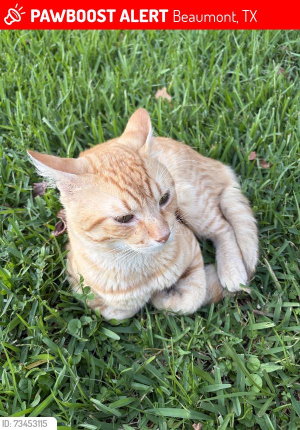Lost Male Cat last seen Stonebrook ct Neighbourhood, Beaumont, TX 77706