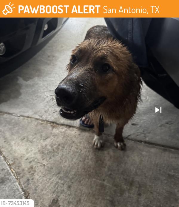 Found/Stray Female Dog last seen Lakebend East DR, San Antonio, TX 78244