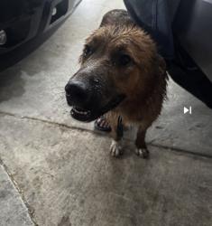 Found/Stray Female Dog last seen Lakebend East DR, San Antonio, TX 78244