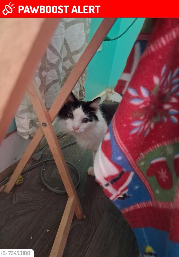 Lost Male Cat last seen Strawberry lane/ north Texas rd Augusta wv, Hampshire County, WV 26704