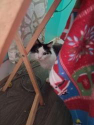 Lost Male Cat last seen Strawberry lane/ north Texas rd Augusta wv, Hampshire County, WV 26704