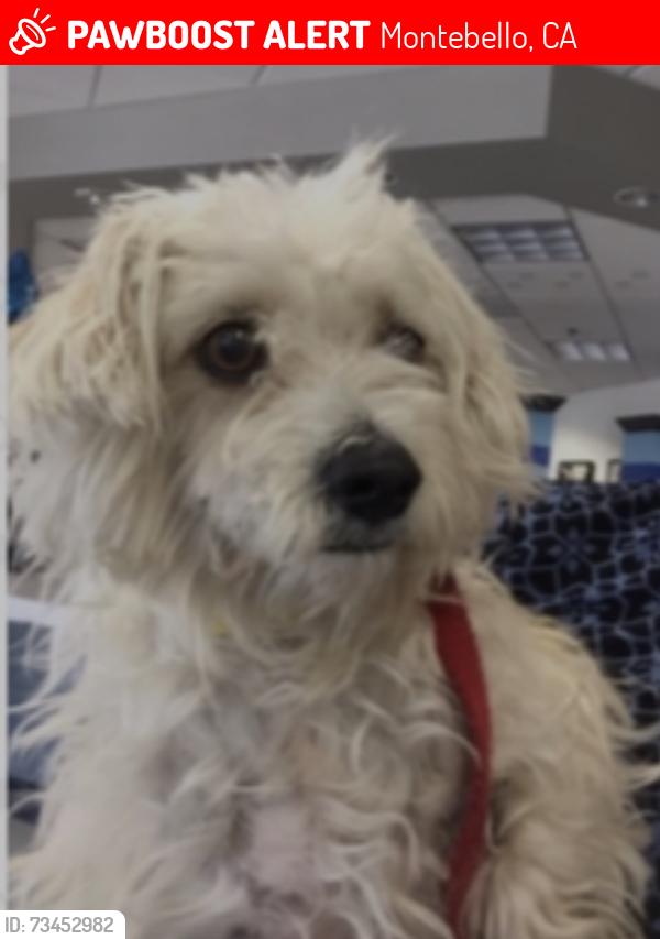 Lost Female Dog last seen Washington Blvd & Bluff Rd, Montebello/Pico Rivera border, Montebello, CA 90640