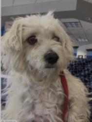 Lost Female Dog last seen Washington Blvd & Bluff Rd, Montebello/Pico Rivera border, Montebello, CA 90640