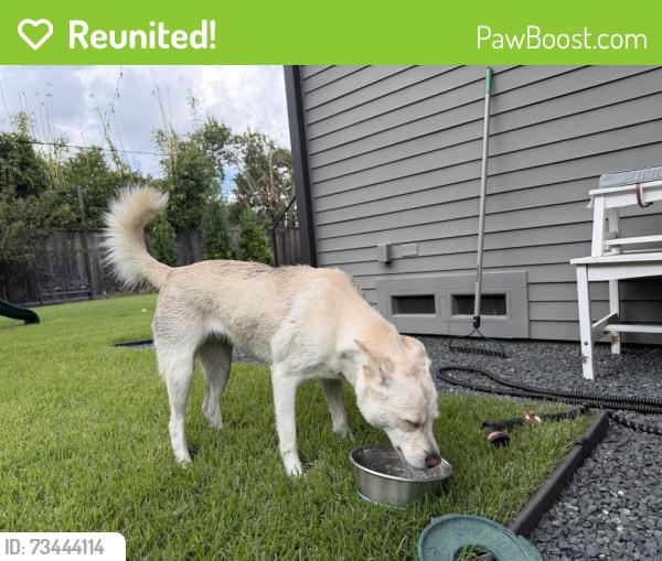 Reunited Female Dog last seen Kolter Elementary, Houston, TX 77096