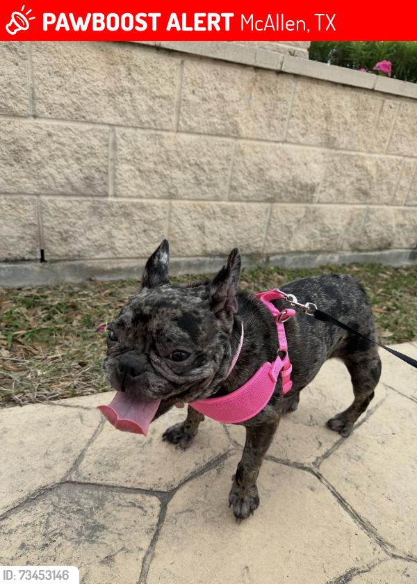 Lost Female Dog last seen Holy Spirit Church, McAllen, TX 78504