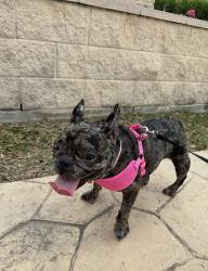 Lost Female Dog last seen Holy Spirit Church, McAllen, TX 78504