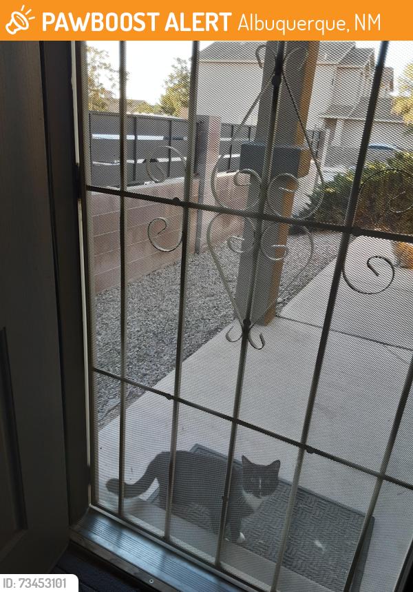Found/Stray Male Cat last seen Gemstone Rd & 98th street, Albuquerque, NM 87121