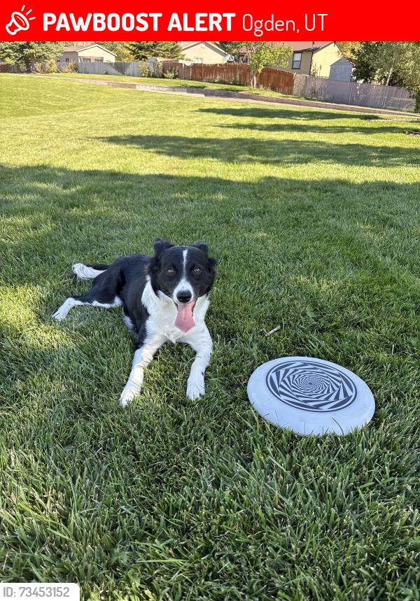 Lost Female Dog last seen Walmart on Harrison blvd, Ogden, UT 84401
