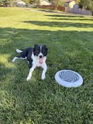 Lost Female Dog last seen Walmart on Harrison blvd, Ogden, UT 84401