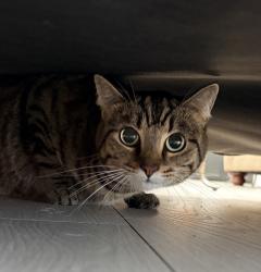 Found/Stray Female Cat last seen Mountain View, Erie, CO 80516