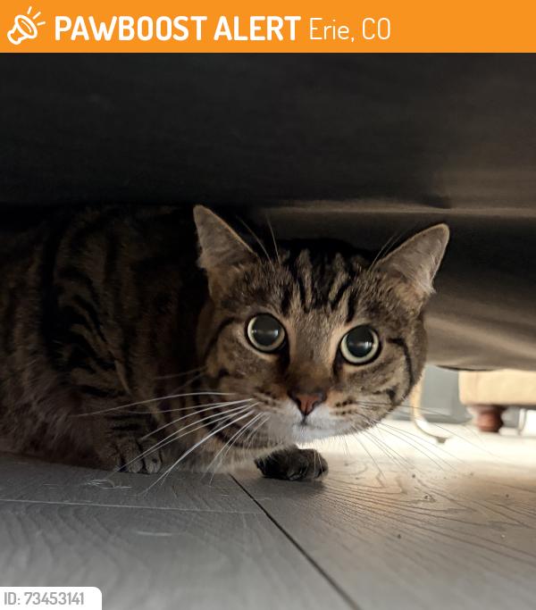 Found/Stray Female Cat last seen Mountain View, Erie, CO 80516