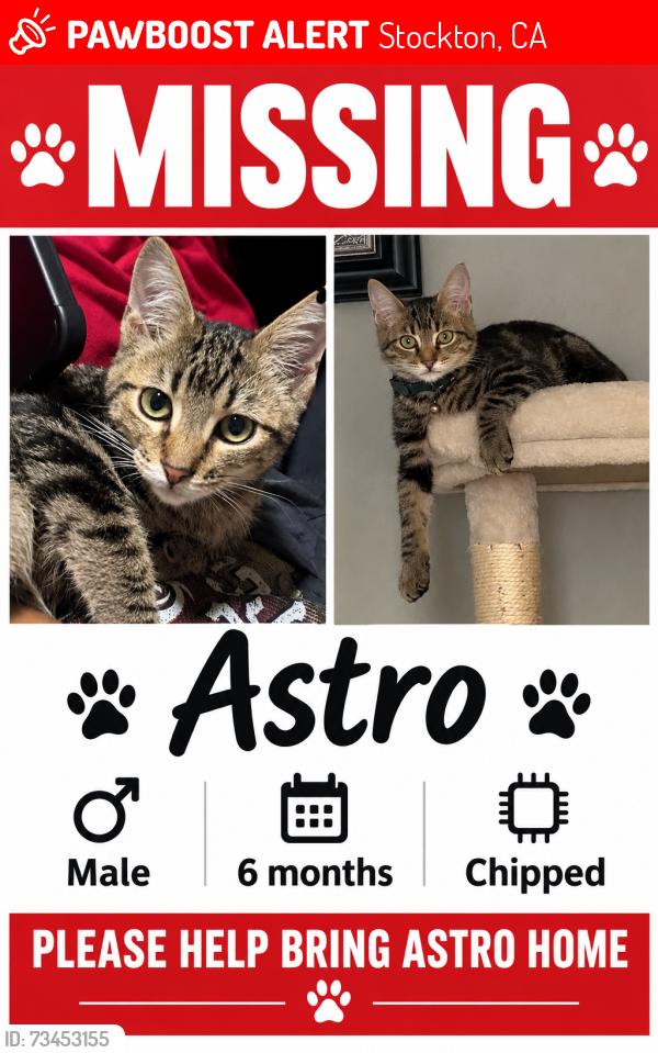 Lost Male Cat last seen Lincoln St. and Turnpike Rd., Stockton, CA 95202