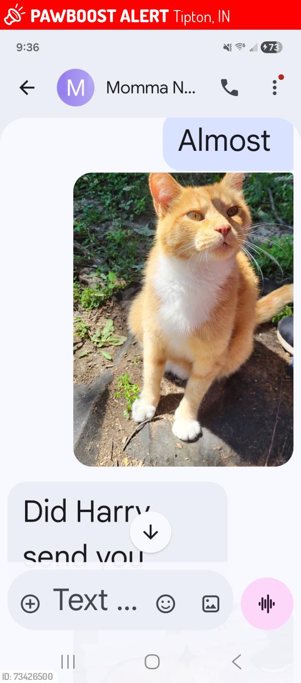 Lost Male Cat last seen 350e Hobbs indiana, Tipton, IN 46072