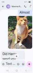 Lost Male Cat last seen 350e Hobbs indiana, Tipton, IN 46072