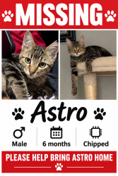 Lost Male Cat last seen Lincoln St. and Turnpike Rd., Stockton, CA 95202