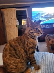 Lost Female Cat last seen Massy thompkin, Baytown, TX 77521